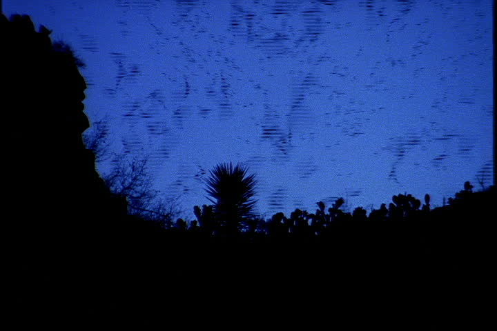 Bats swarming around entrance to cave at dusk in Carlsbad, New Mexico