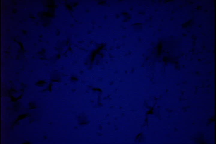 Bats swarming against night sky in Carlsbad, New Mexico.