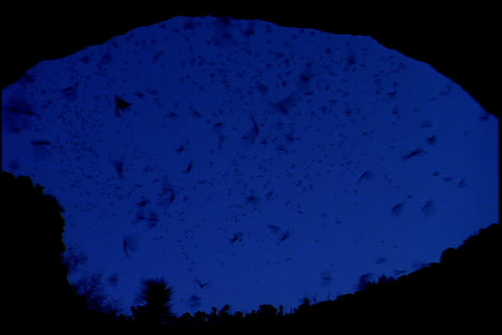 Bats swarming around entrance to cave at dusk in Carlsbad, New Mexico