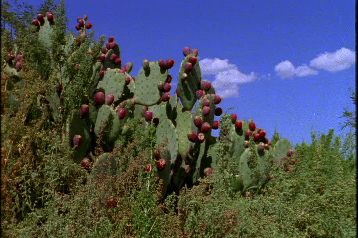  Cactus covered with red berries surrounded by brush in Carlsbad, New Mexico.