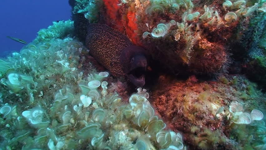 Mediterranean Moray eel