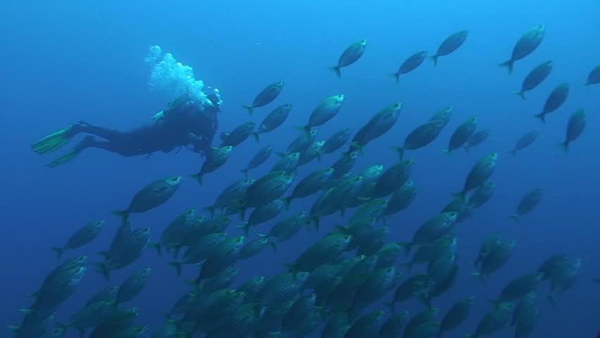 schooling fish, shoal of cowbreams. mediterranean sea