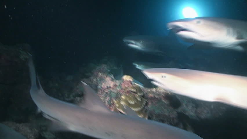 White Tip Reef Sharks During Stock Footage Video (100% Royalty-free