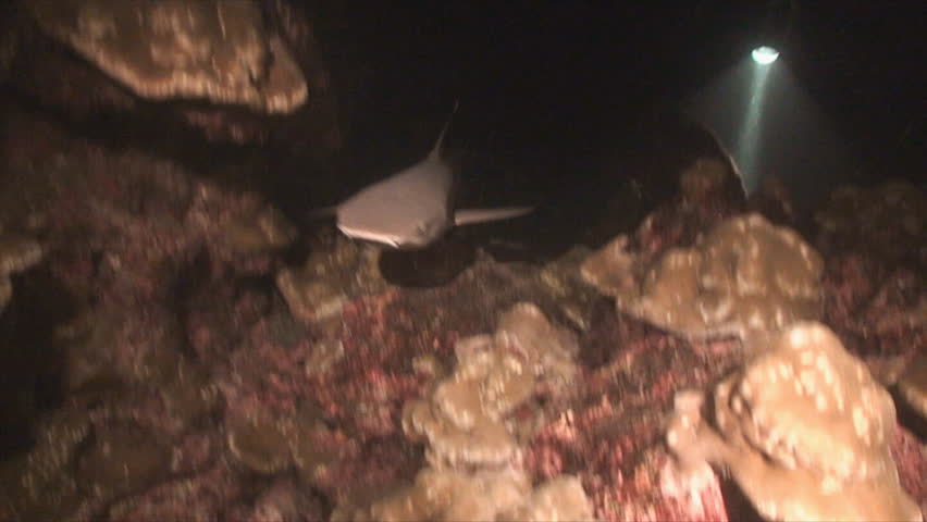 white tip reef sharks during feeding action, night, pacific ocean