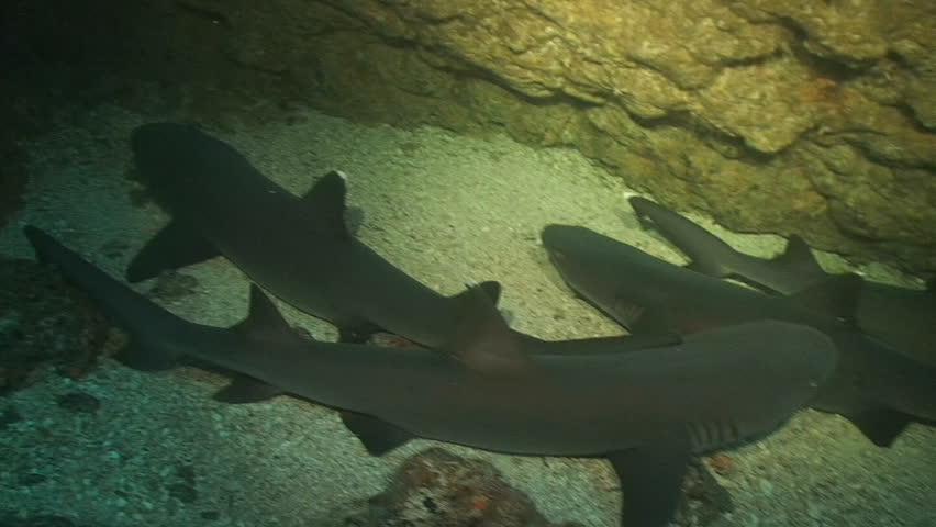white tip reef shark with fishing hook, resting, cave, pacific ocean