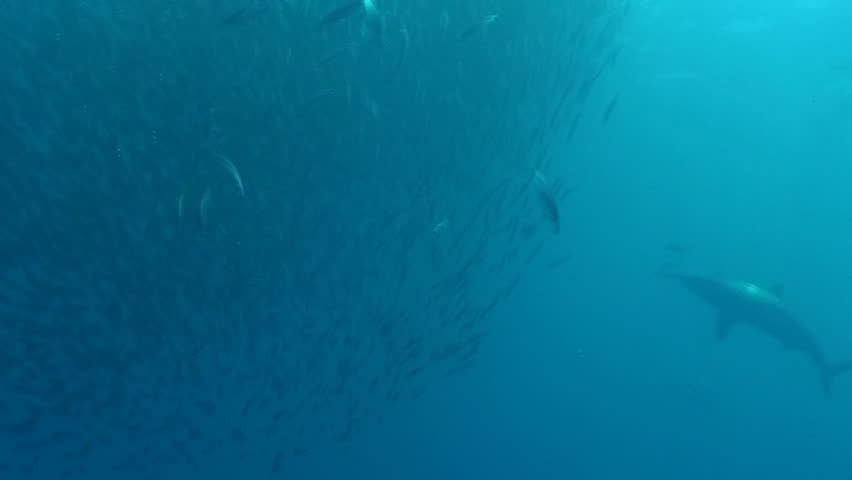 silky shark swimming through school of fish, baitball, pacific ocean
