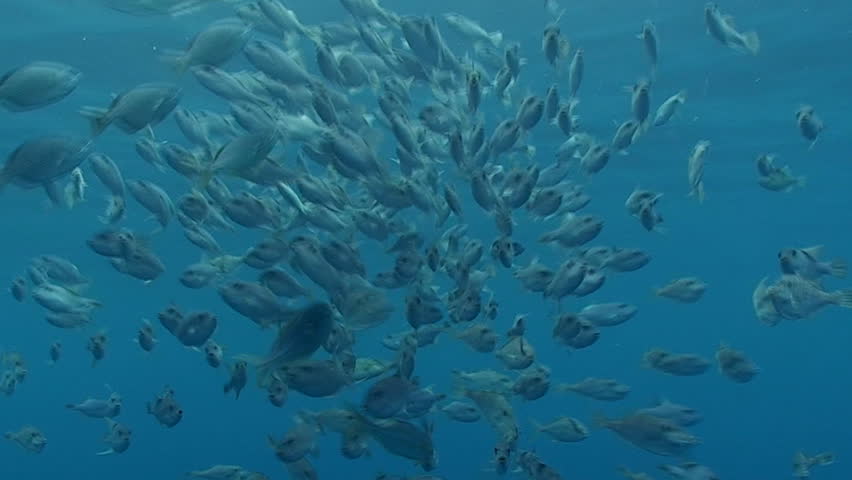 shoal of oceanic trigger fish
