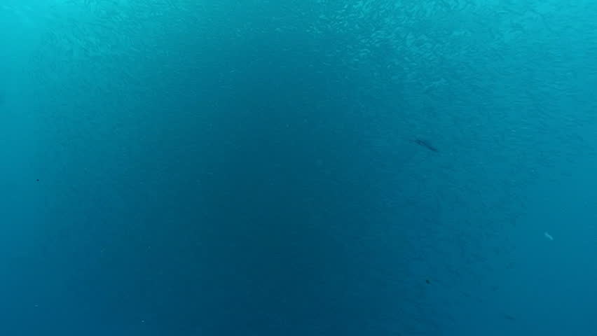 tuna attacking during bait ball action, pacific ocean