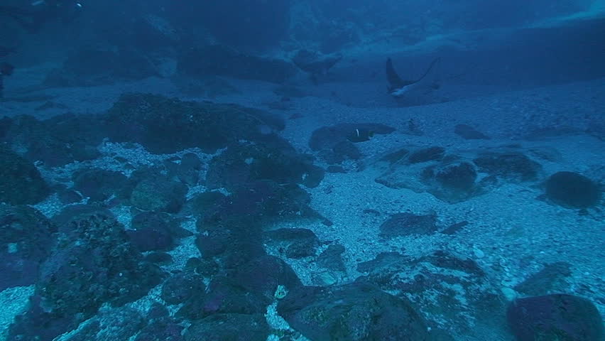 eagle ray swimming in cave, pacific ocean