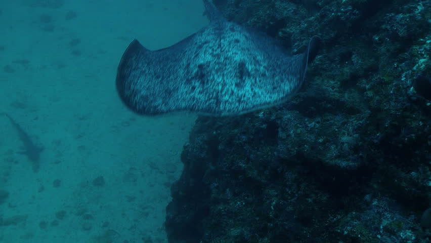 marbled sting ray, pacific ocean