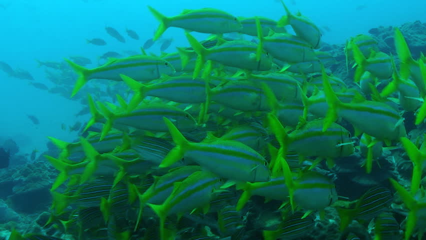shoal of fishes, pacific ocean