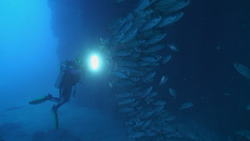 scuba diver in cave close to schooling fish using torch