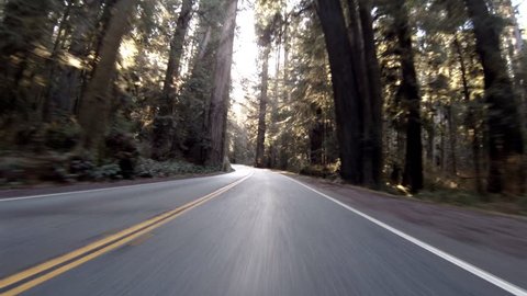 The sun peaks through gaps in the Jedidiah Smith Redwoods State Park, California while driving