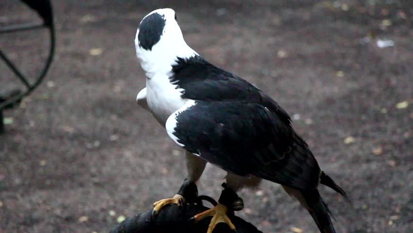 An Eagle Widow standing on a branch, looks around 