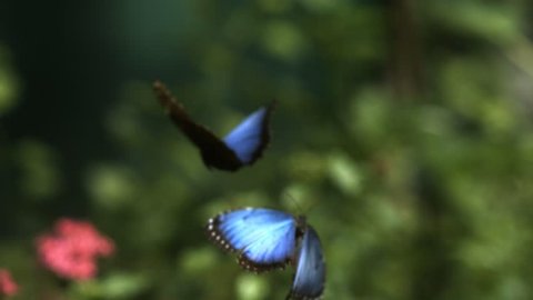 Close-up of brilliant blue-winged butterflies flying towards a pink flower