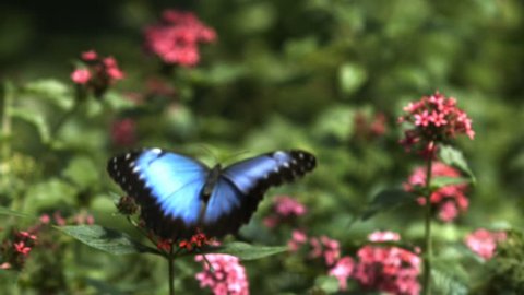 Close-up of a bright blue butterfly flying around a red flower