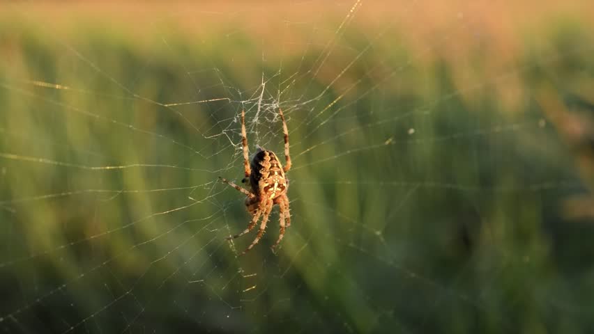 European garden spider (Araneus diadematus)