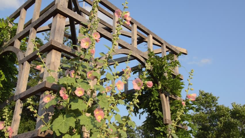 Common Hollyhock (alcea Rosea) at 스톡 동영상 비디오(100% 로열티 프리) 4334321 | Shutterstock