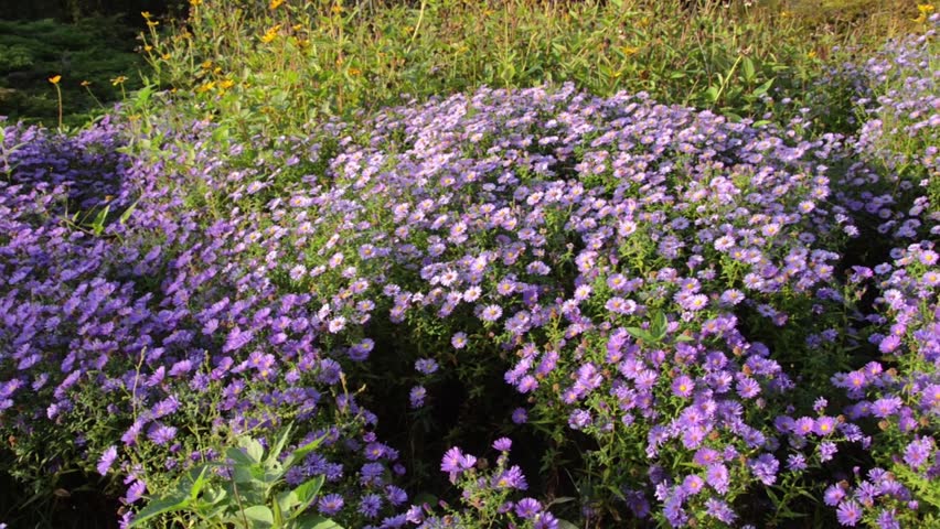 Bushy Aster (aster Dumosus) Stock Footage Video (100