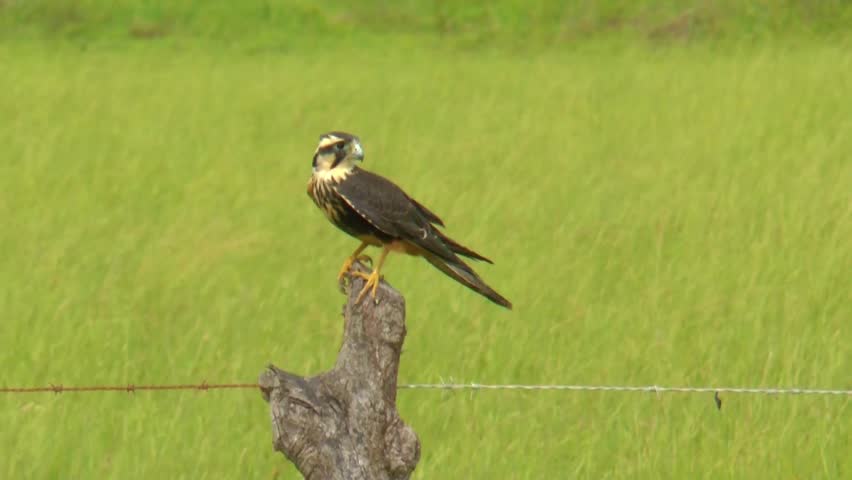 Aplomado Falcon ( Falco femoralis) perched at a fence post