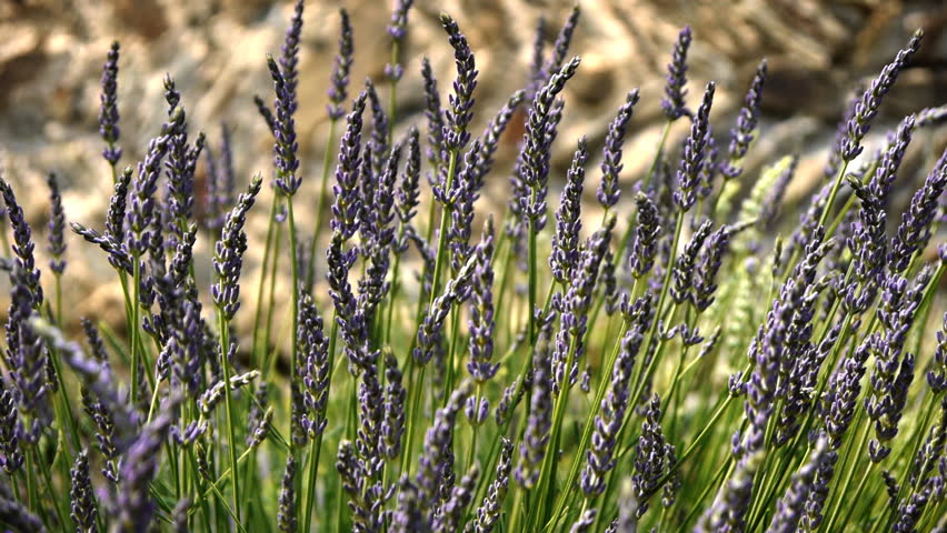 Close-up of waving Lavender