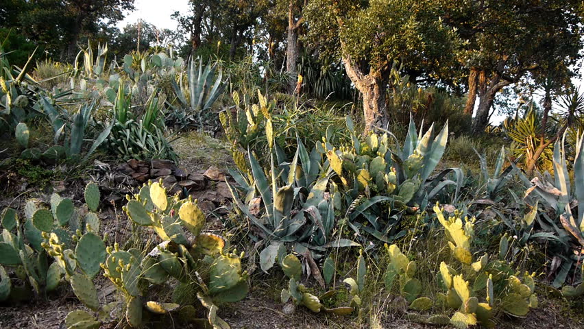Flowering aloe vera, succulents and cacti in south France