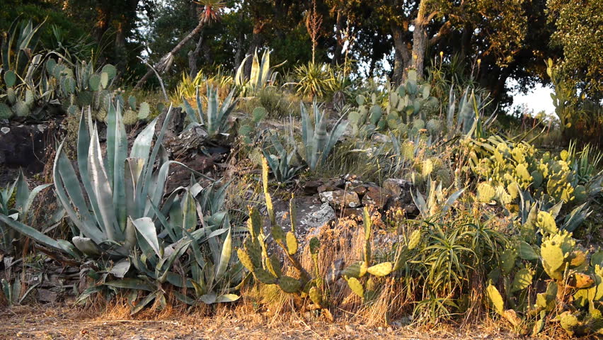Flowering succulents and cacti in south France