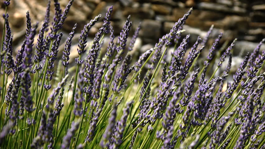 Close-up of Lavender