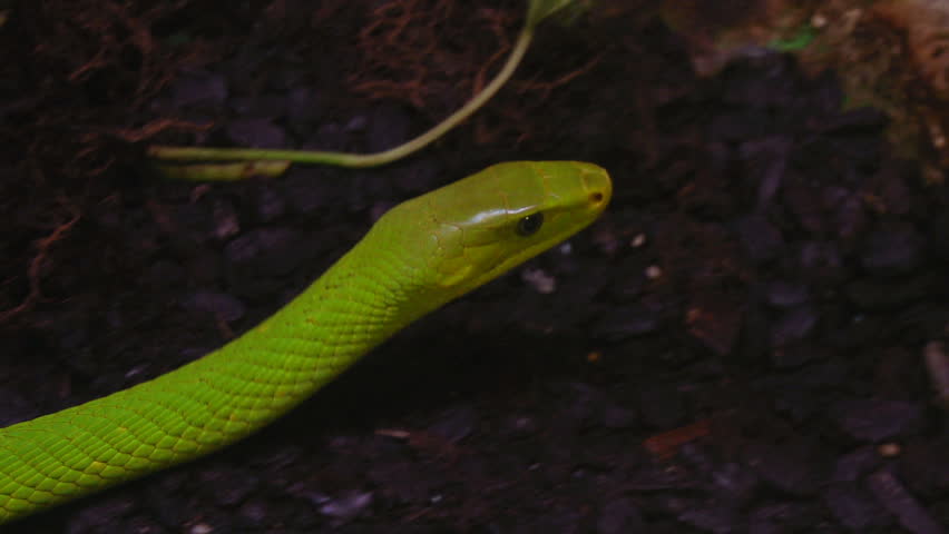 A close up of a green mamba