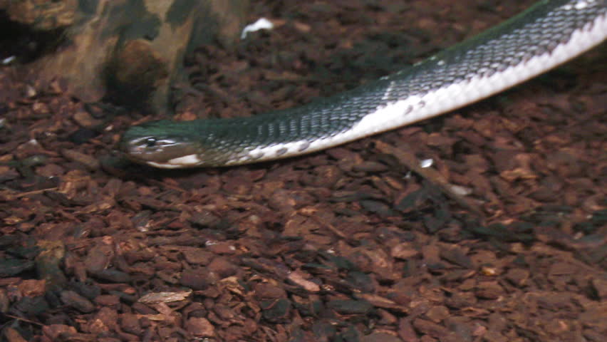 A close up of a water snake