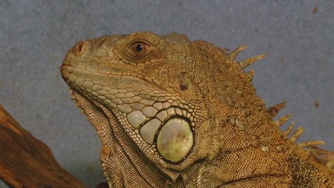 A close up of an iguana