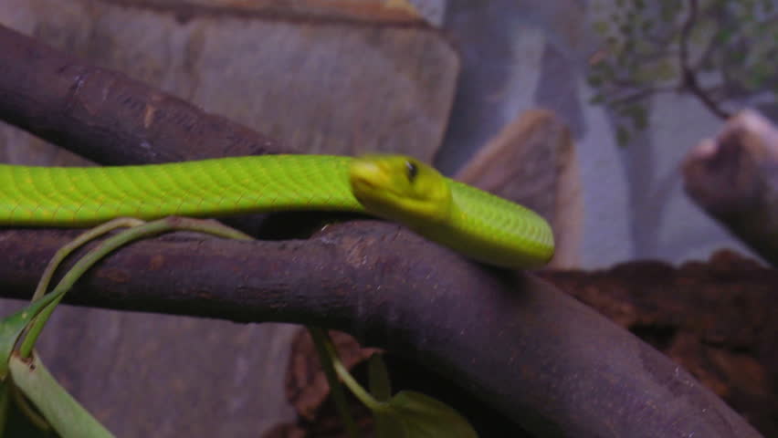 A green mamba crawling on a tree branch