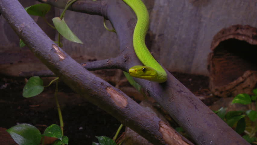 A green mamba crawling on a tree branch
