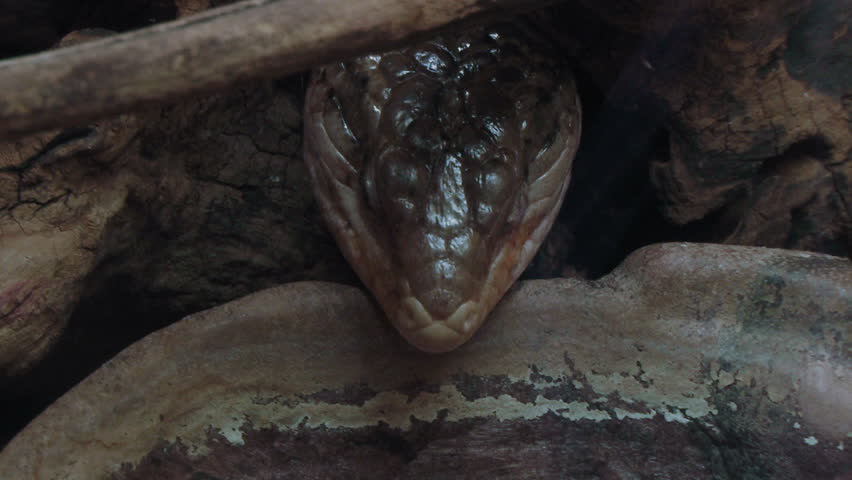 A close up of a varanus