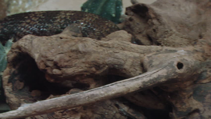 A close up of a varanus