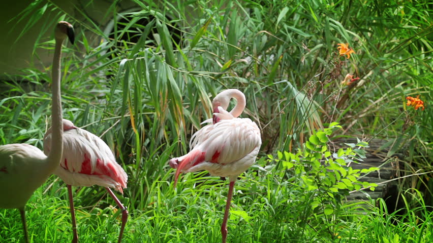 Summer. Zoo. Flamingo cleans her feathers on the background with green foliage