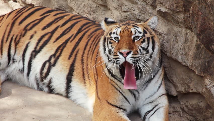 Summer. Zoo. An adult tiger resting after dinner and yawns