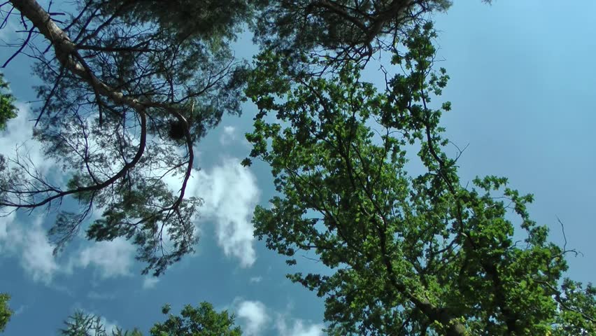 Trees and Sky slowly rotating