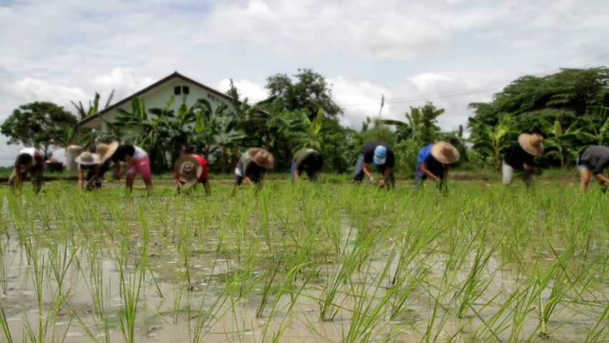  time lapse film of people working in a rice paddy North Thailand 