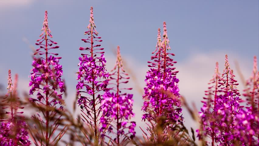 fireweed and bees