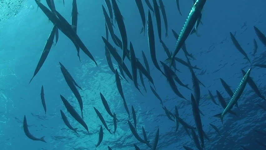 barracudas, mediterranean sea