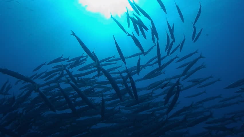 barracudas, mediterranean sea
