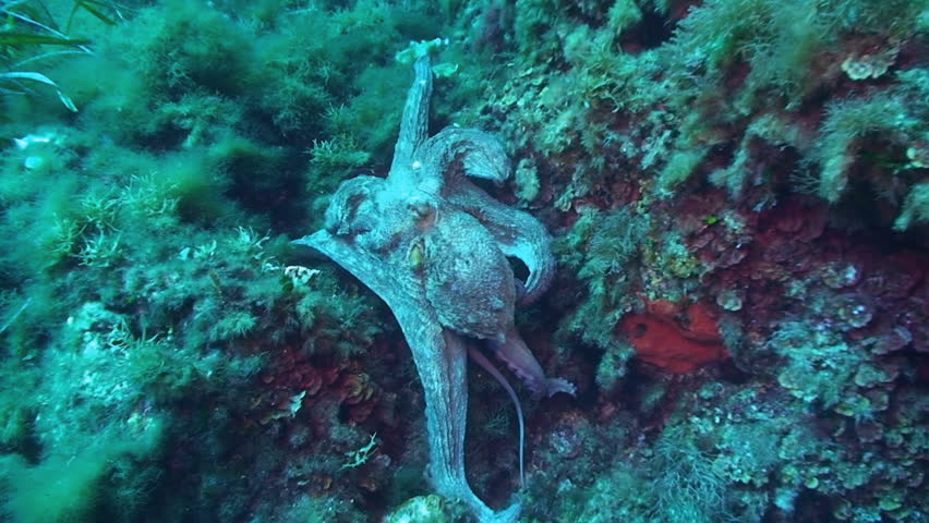 octopus mediterranean sea