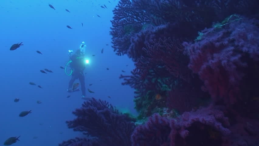 scuba diver and gorgonia