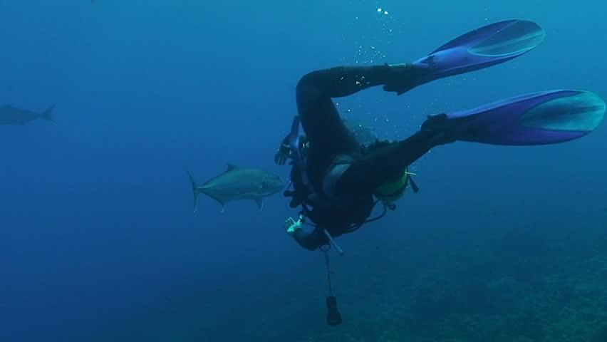 amber jack and scuba diver mediterranean sea