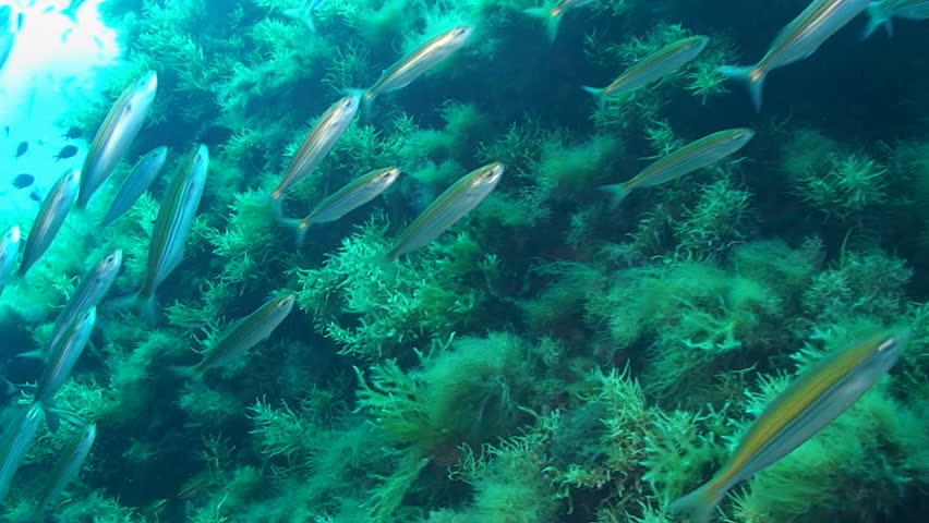 sardines, mediterranean sea, under water