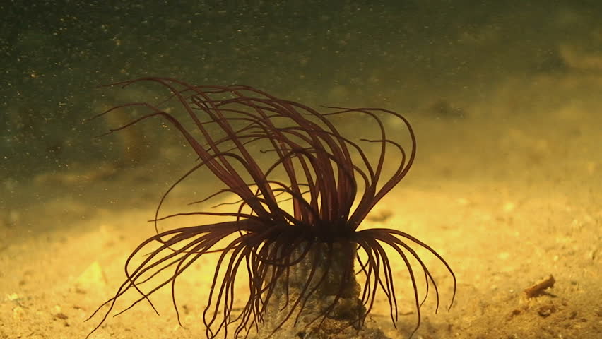 tube dwelling anemone, mediterranean sea