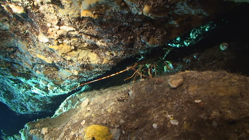 lobster in cave, under water, mediterranean sea