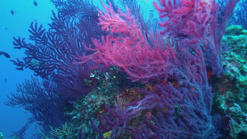 red gorgonia, mediterranean sea