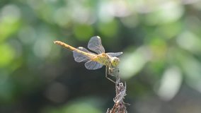 Dragonfly resting on a dry branch